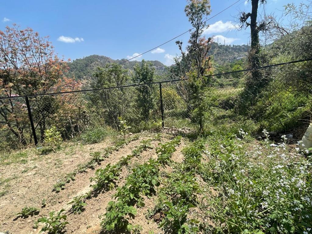 Idyllic Private Cottage W/King Bed + Mountain View Kasauli Dış mekan fotoğraf